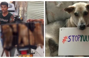Porażające wieści z Chin, tysiące psów spotka straszny los. Zostały im...