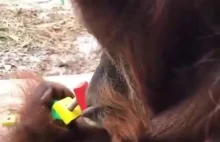 Małpa wkręca nakrętkę ustami