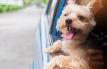 § Zostawienie psa w samochodzie w trakcie upału, sprawa w sądzie.
