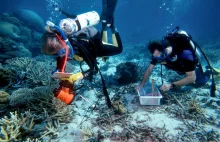 Wielka Rafa Koralowa może trafić na listę zagrożonego dziedzictwa UNESCO