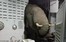 Słoń wszedł do domu w Tajlandii. Szukał słonych potraw