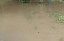 ZOO poznańskie zalane! Zbieramy na pomoc w usunięciu szkód.