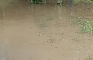 ZOO poznańskie zalane! Zbieramy na pomoc w usunięciu szkód.