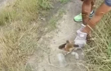 Policjanci ratowali młodego lisa, którego głowa utknęła w pustym słoiku