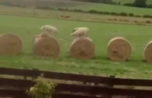 Co robią owce, gdy nikogo nie ma w pobliżu