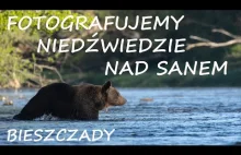 Fotografowanie niedźwiedzi w Bieszczadach.