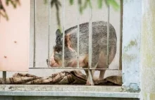 Świnia zamieszkała na balkonie w bloku. Sąsiedzi mają dość
