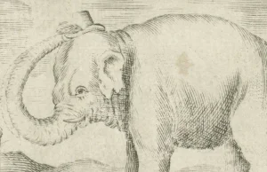 Hansken. Co najsłynniejsza słonica XVII wieku robiła w Rzeczpospolitej?