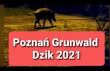 Dzik Poznań Grunwald. Biedronka King Cross Marcelin 2021