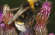 Pszczele kukułki - biologia i ekologia trzmielców