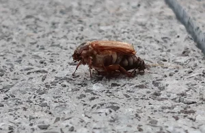 Co to za robak i co się z nim dzieje? (Pytanie plus film)