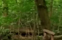 Dziki i właściciel debil ze spuszczonym psem w Lesie Bielańskim
