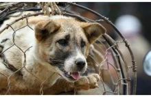 Trwa ubój psów na mięso w Chinach. Dramatyczna relacja aktywistów
