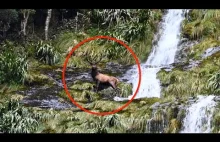 Jeleń kanadyjski spada z wodospadu pod nogi nagrywającego