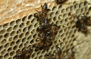 Te pszczoły są w stanie tworzyć swoje idealne klony