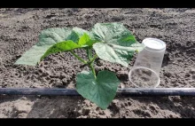 How to Quickly Grow Cucumbers