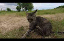 Sympatyczny kotek z Wyspy Sobieszewskiej