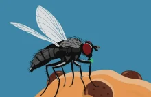 Co tak naprawdę się dzieje, kiedy mucha siada na naszym jedzeniu?
