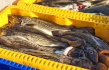 Ryby z Bałtyku są tak skażone, że nie wolno jeść więcej niż jednej na tydzień.
