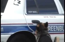 Inteligentny pies policyjny