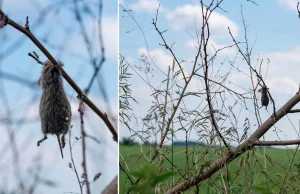 Martwe zwierzęta nabite na gałęzie drzew. Lasy Państwowe wyjaśniają