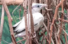 W polskim zoo wykluł się najrzadszy ptak na Ziemi