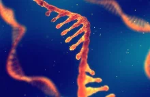 Po raz pierwszy podano do krwi genetyczną terapię opartą na CRISPR i mRNA