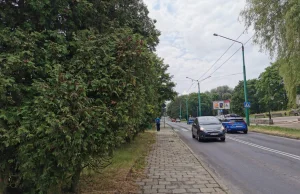 Tychy: Będzie duża wycinka. Urzędnicy uznali, że wycinają żywopłot, nie drzewa