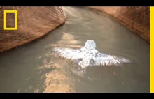 Jeśli chcecie zobaczyć pływającą sowę to macie okazję | National Geographic