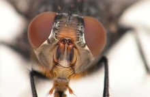 Rozwój muchy – ciekawy artykuł oraz świetne zdjęcia