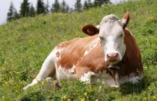 Bakterie w żołądku krowy mogą rozkładać plastik