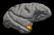 „Neuron babci” jednak istnieje? W ludzkim mózgu odkryto nowy rodzaj neuronów.