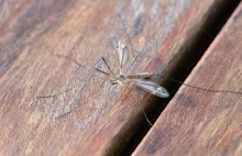 Naukowcy wypuszczą 750 milionów genetycznie zmodyfikowanych komarów