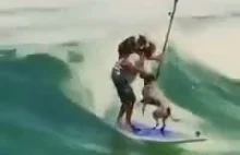 Surfujące psy