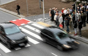 Na zdjęciu widać stado świętych krów. Piesi mają zbyt wiele przywilejów....