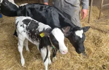 Krowa urodziła cielę ważące 105 kg!
