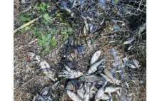 Zginęły tysiące ryb. Katastrofa ekologiczna na rzece Głomii