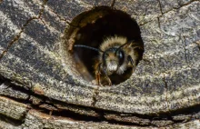 Miejskie ule zagrożeniem dla dzikich pszczół. Naukowcy apelują, by ich nie...
