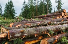 Konflikt leśników. Unijny plan na ekologiczny przemysł drzewny wywołał...