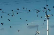 Pod turbinami wiatrowymi są całe cmentarzyska ptaków. Ci Polacy chcą to...