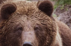 Niedźwiedź grizzly zabił kobietę. Wyciągnął ją w nocy z namiotu