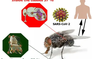 Muchy mogą przenosić SARS-Cov-2. Czy to się kiedyś skończy?