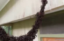 Mrówki budują most z samych siebie by dostać się do miodu