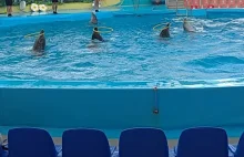 Incredibly interesting show with dolphins