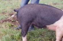 Prostowanie świńskiego ogona