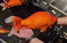 Porzucane złote rybki zagrażają ekosystemom. Osiągają wielkie rozmiary (40 cm)