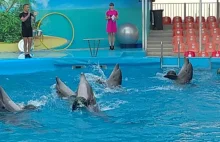 Dancing dolphins