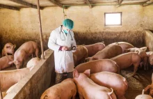 Tysiące świń do likwidacji z powodu ASF. Za chwilę nie będzie polskiej hodowli