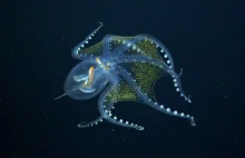 Szklana ośmiornica zaobserwowana w głębinach Pacyfiku. Jest niemal przezroczysta