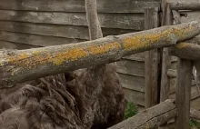 Very hungry ostrich